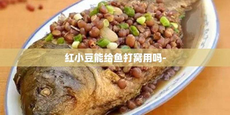 红小豆能给鱼打窝用吗-