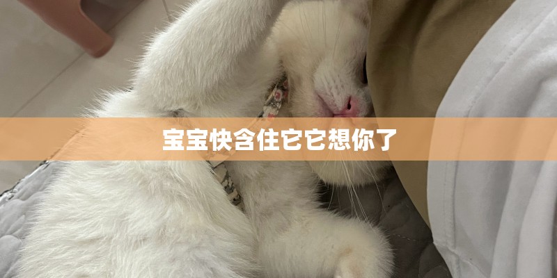 艾尔顿·约翰 Elton John的资料
