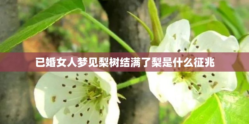 已婚女人梦见梨树结满了梨是什么征兆