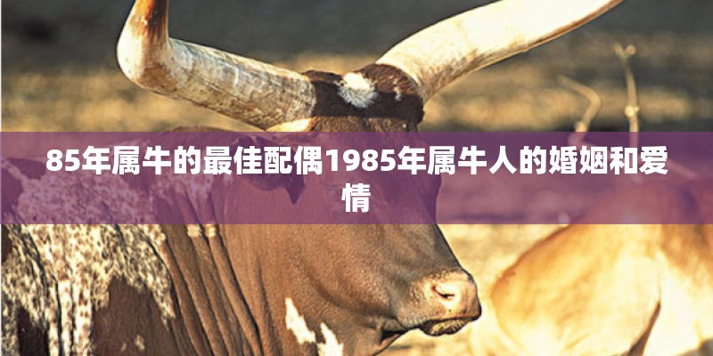 85年属牛的最佳配偶1985年属牛人的婚姻和爱情 85年属牛的最佳配偶1985年属牛人的婚姻和爱情
