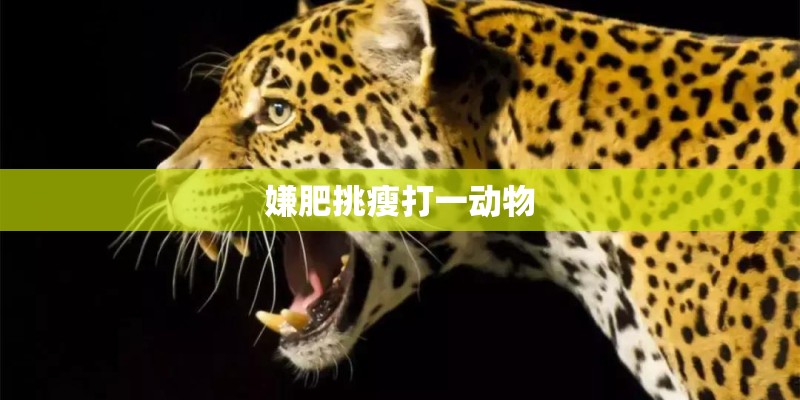 词典用英语怎么说